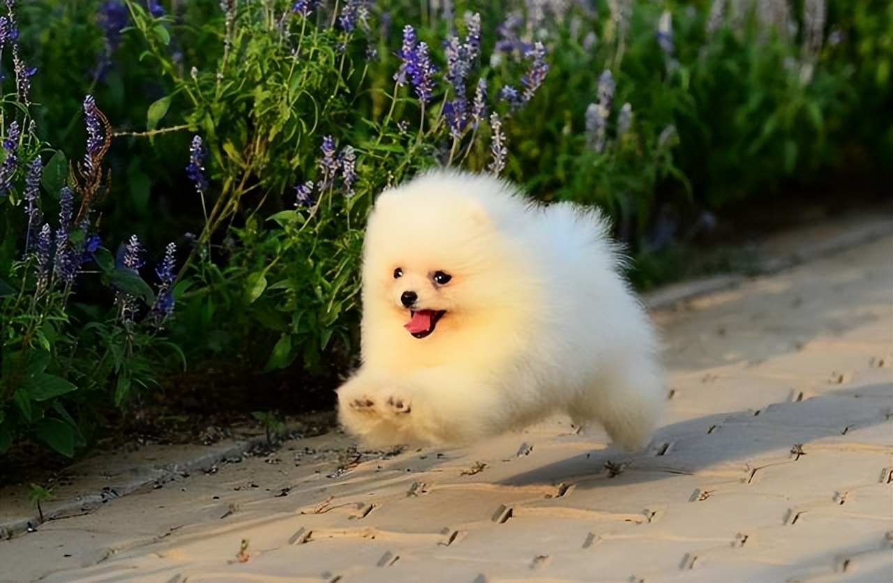 十只博美九只串!有以下特征的,才是纯种的!