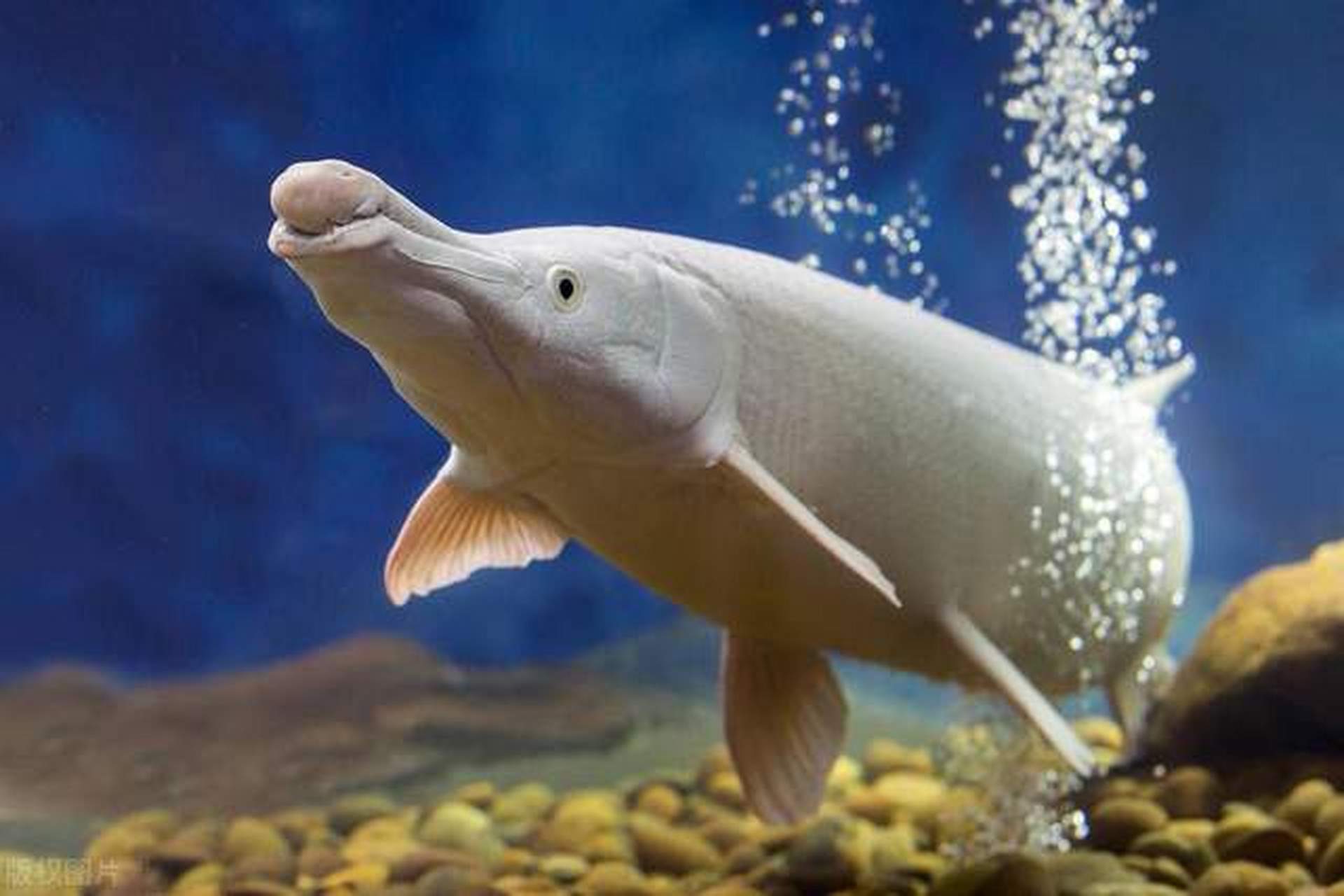 长江白鲟被宣布灭绝后,长江进入十年禁渔期.