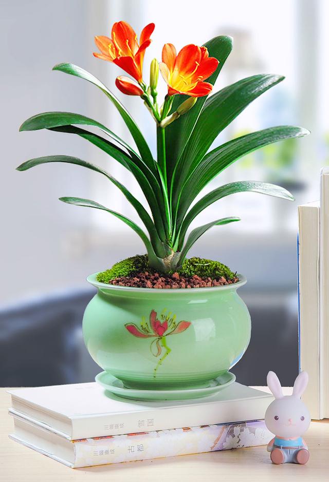 6种漂亮的健康花,寓意吉祥价值高,鸿运当头有福气,越养越开心