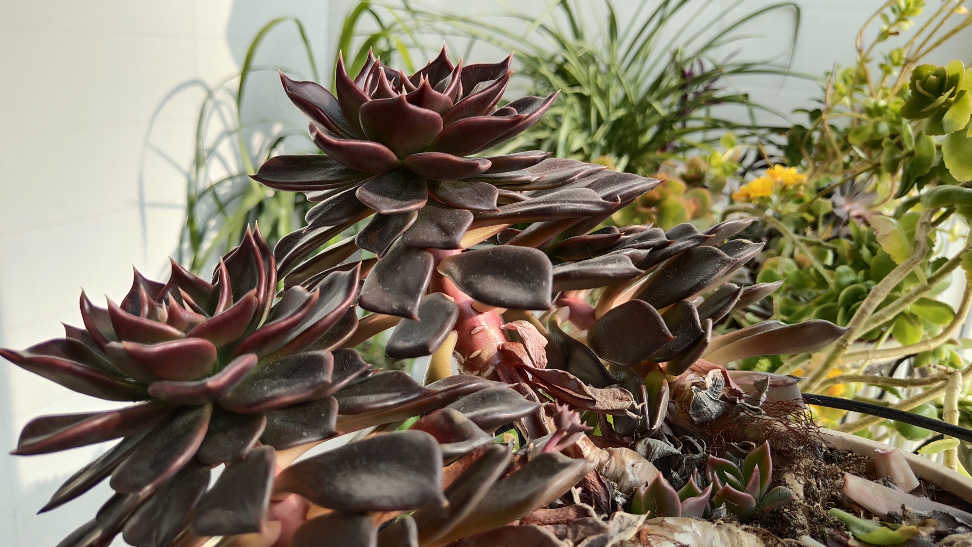 我家的多肉黑王子,最多12个头,彰显出强大的生命自愈能力