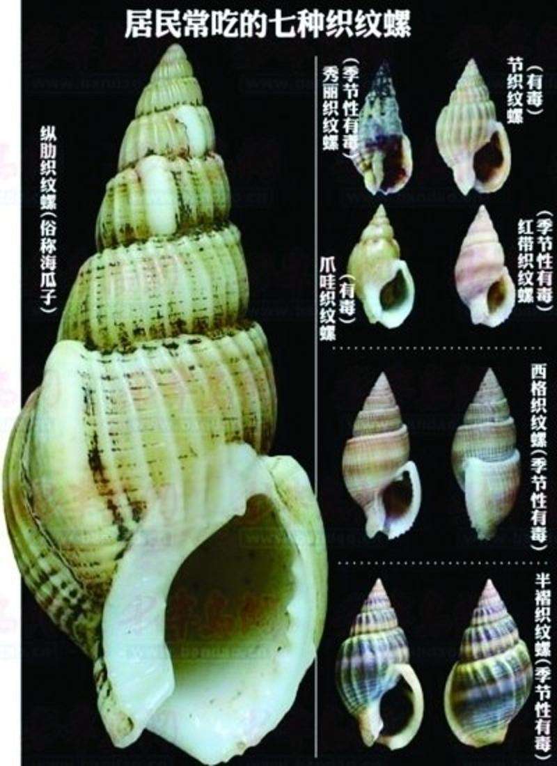 800多斤织纹螺被查!它毒性有多强?一颗就能致死,至今无特效药