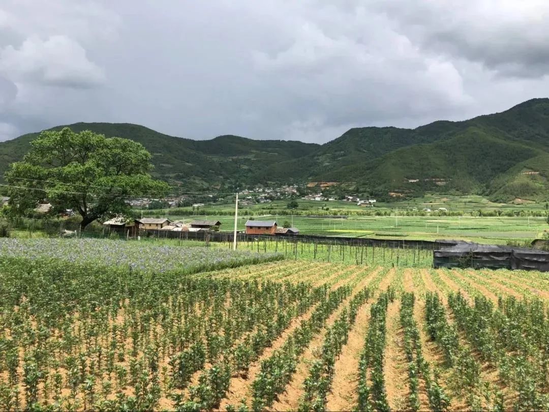 玉龙县鲁甸乡杵峰图片