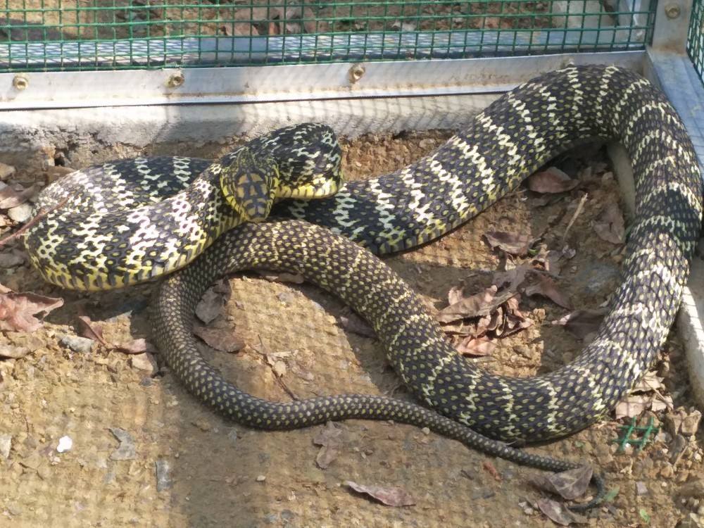 菜花蛇明明无毒,凭啥被叫作"蛇王"?为啥其它毒蛇反而害怕它?