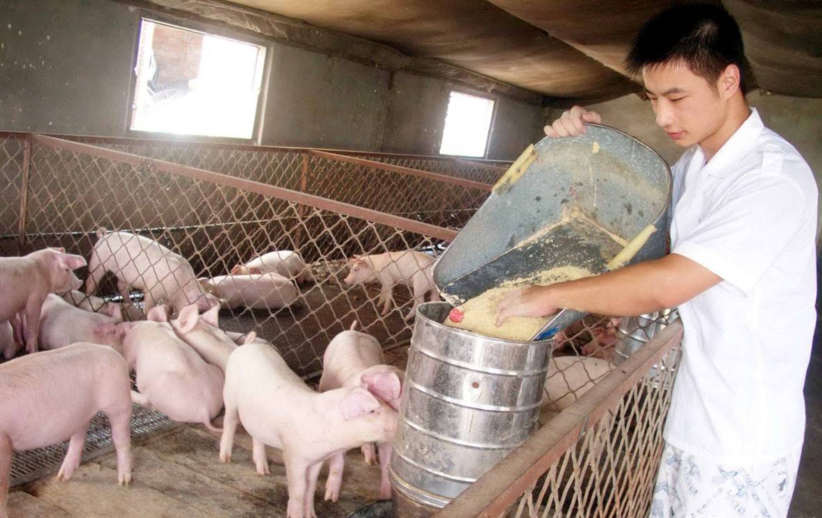 养殖业有新整改,这5种养殖方式被禁止,养殖户注意别被罚款