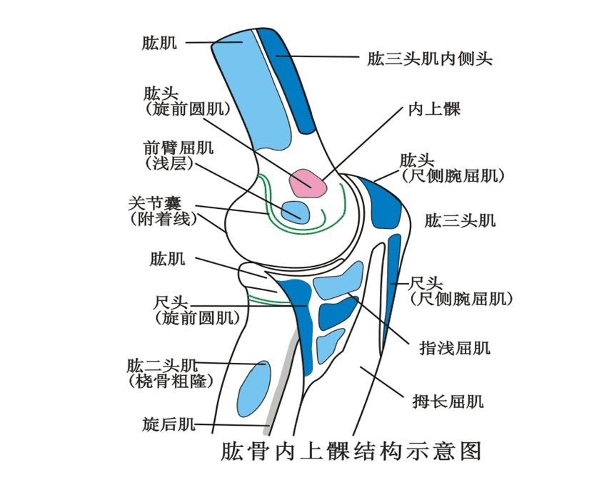 胳膊肘各部位名称图片图片