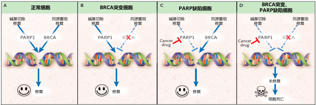 fda出手!接连撤回parp抑制剂卵巢癌部分适应症!