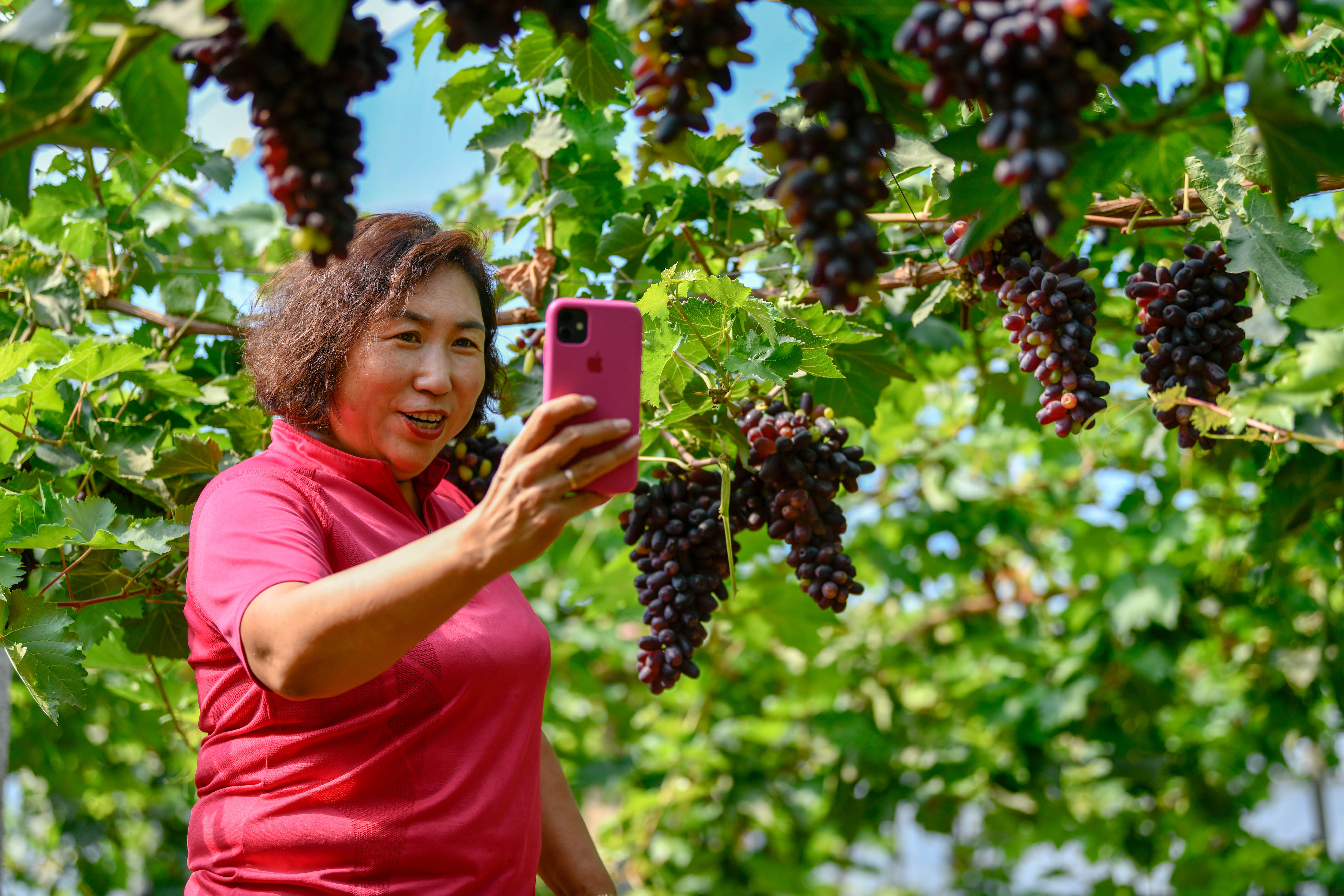 天津宝坻:葡萄丰收