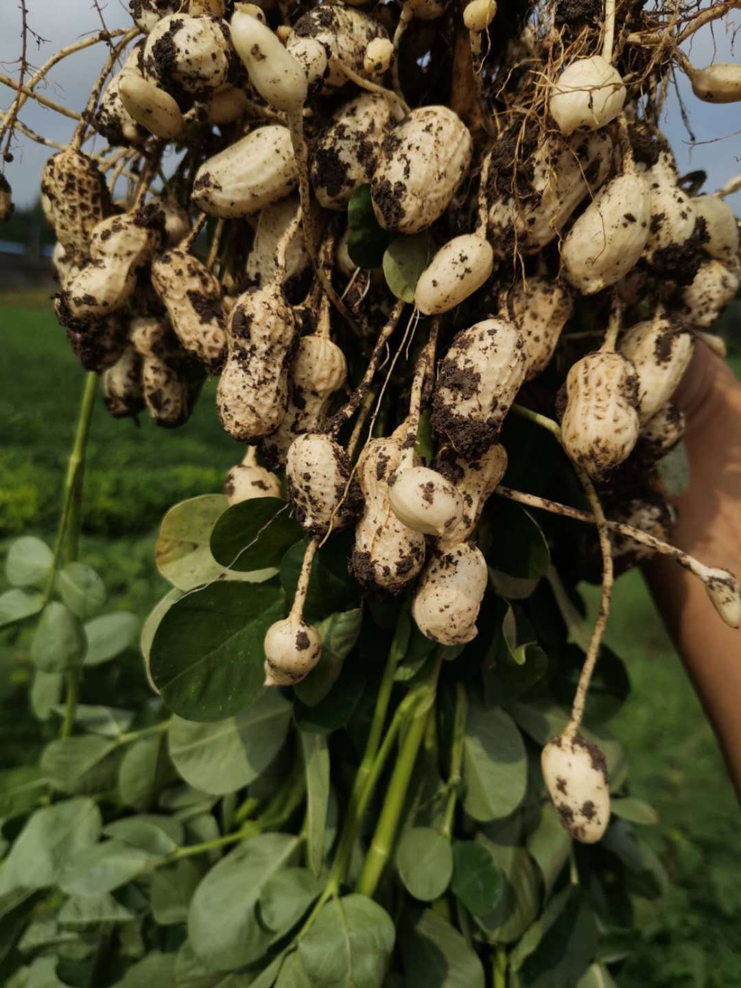 种植花生:花生的培育小技巧,以及播种和收获的方法