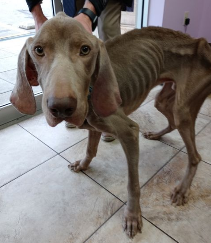 别让寄生虫"危害"狗狗的健康!5种情况一出现,要赶紧驱虫