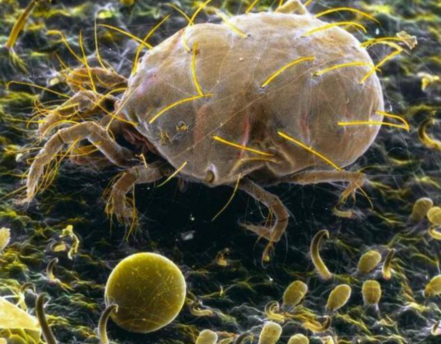 一天不晒被,百万螨虫陪你睡