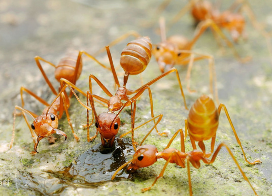 蚂蚁的种类有几种图片