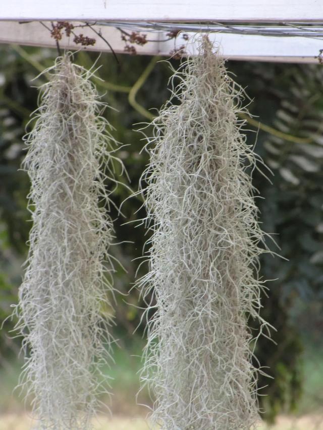 好养活用处多的松萝凤梨,是垂挂还平躺养,更容易生长?