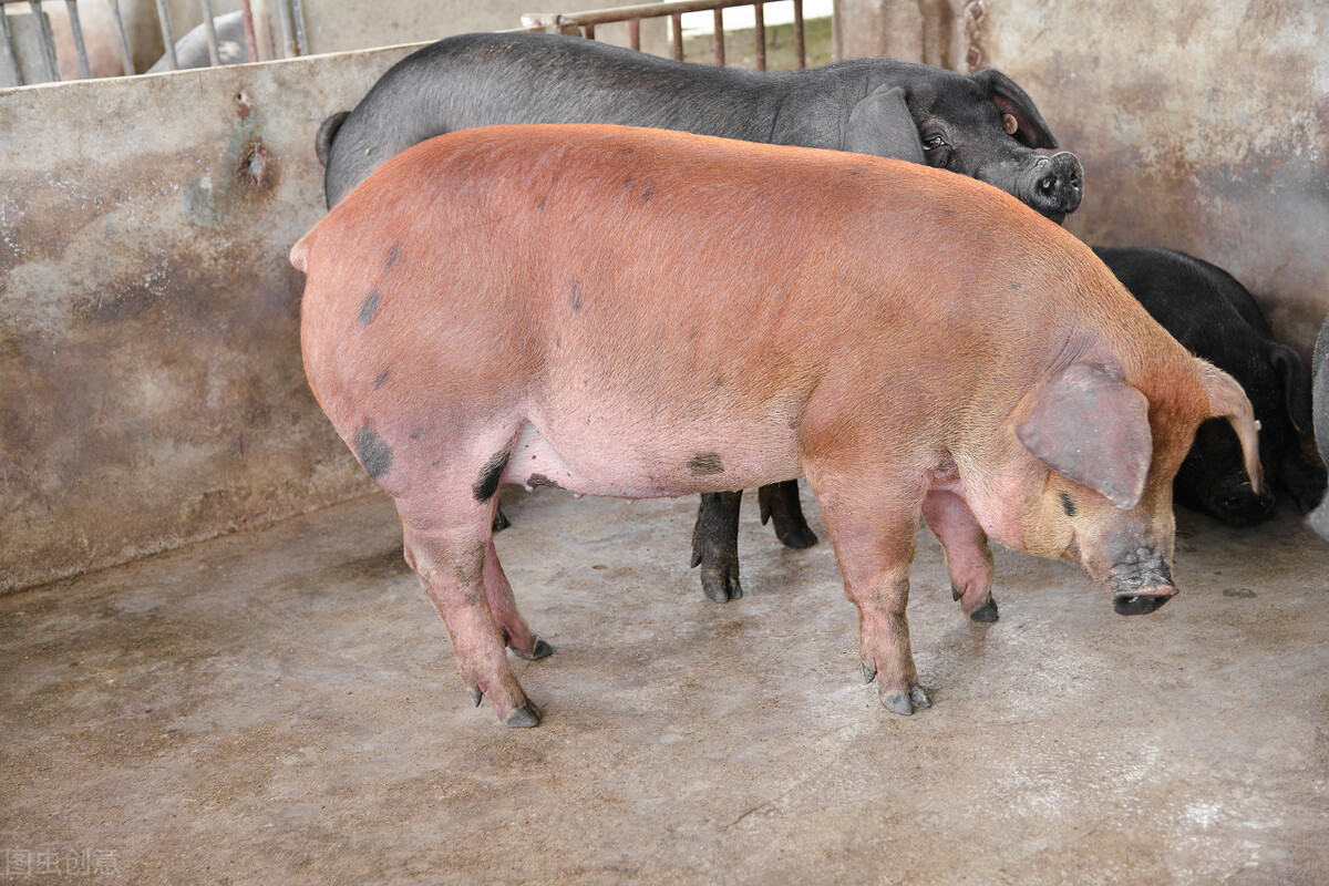 猪弓形体病是什么症状?猪弓形体病症状和治疗方法,方法都在这!