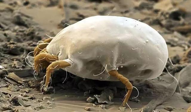 螨虫最大天敌并不是暴晒屋里面放个它螨虫就能消失了