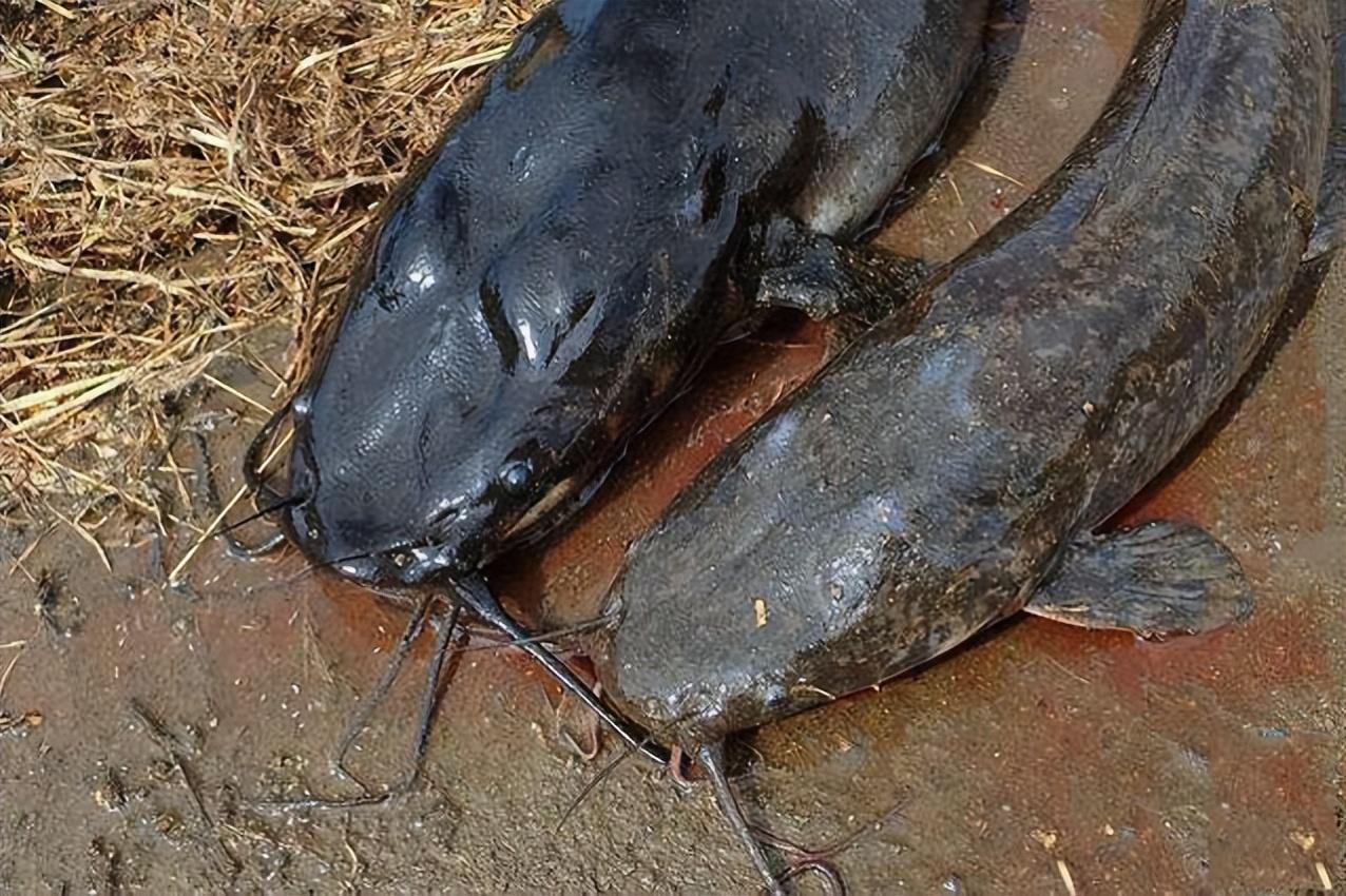 黑龙江渔民捕获80多斤的鲶鱼,竟卖了一万元,鲶鱼价钱这么高吗?