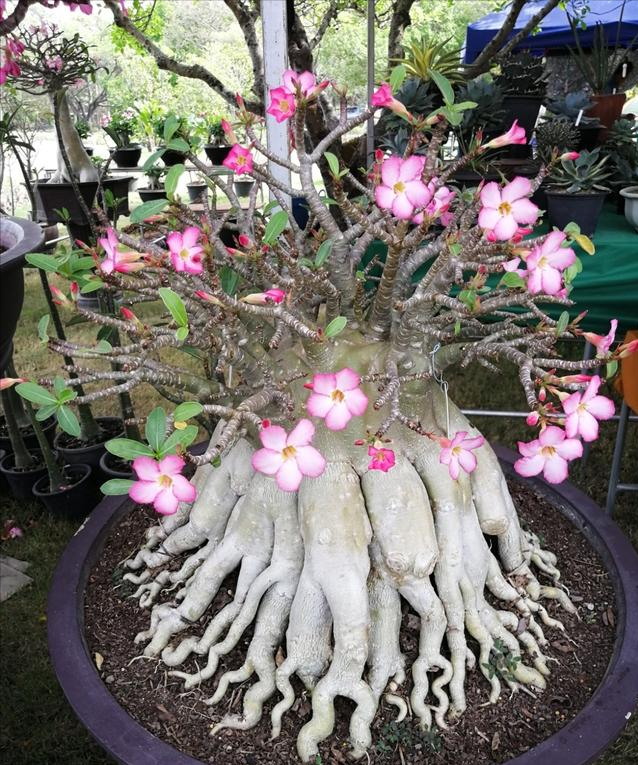 十一月养沙漠玫瑰,满足生长习性,催出"八爪根",养成盆景老桩