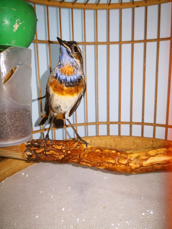 蓝靛颏鸟的饲养方法