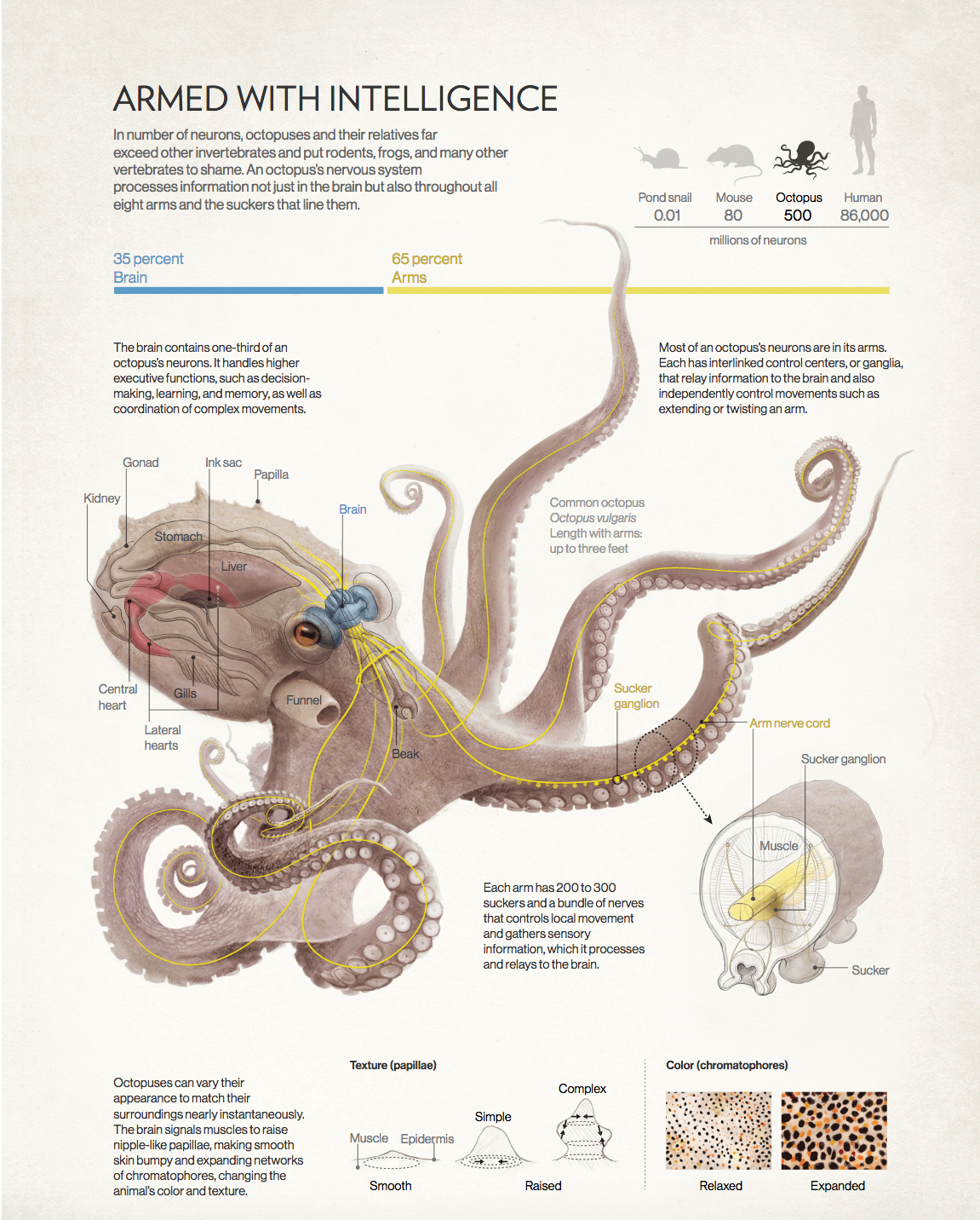 章鱼头部结构图图片