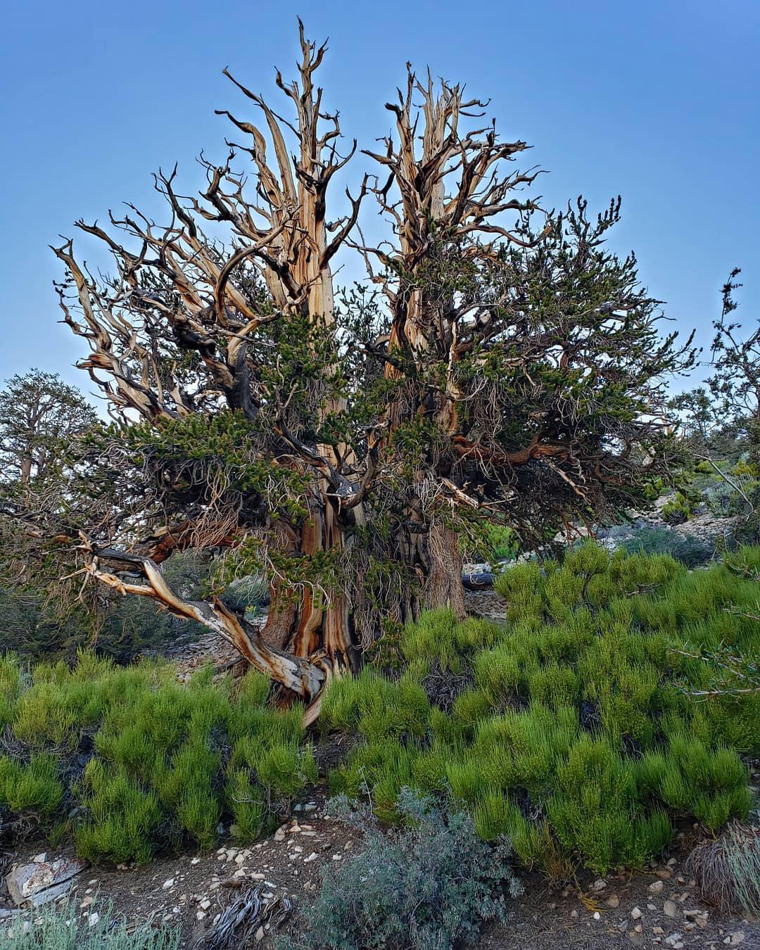 5000岁!世界上最长寿的树倒下,扛过漫长岁月却败在"人类之手"