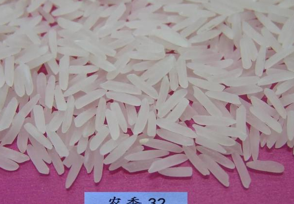 高档优质香稻品种农香32,连续两届被评为全国优质稻金奖品种