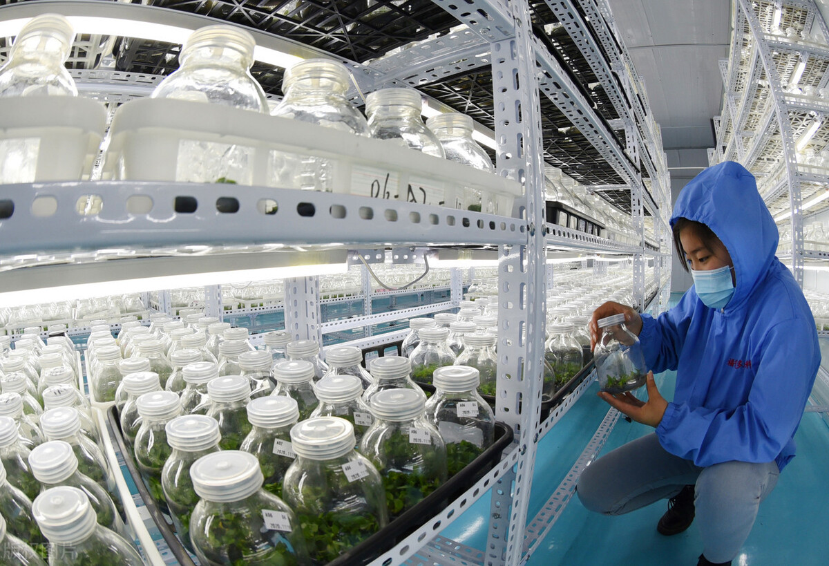 连云港市海州现代农业示范园蝴蝶兰组培苗生产基地