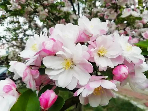 西府海棠就是这么美,春天满枝粉香花,秋来一树"小苹果!