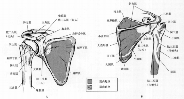 一字肩结构图图片