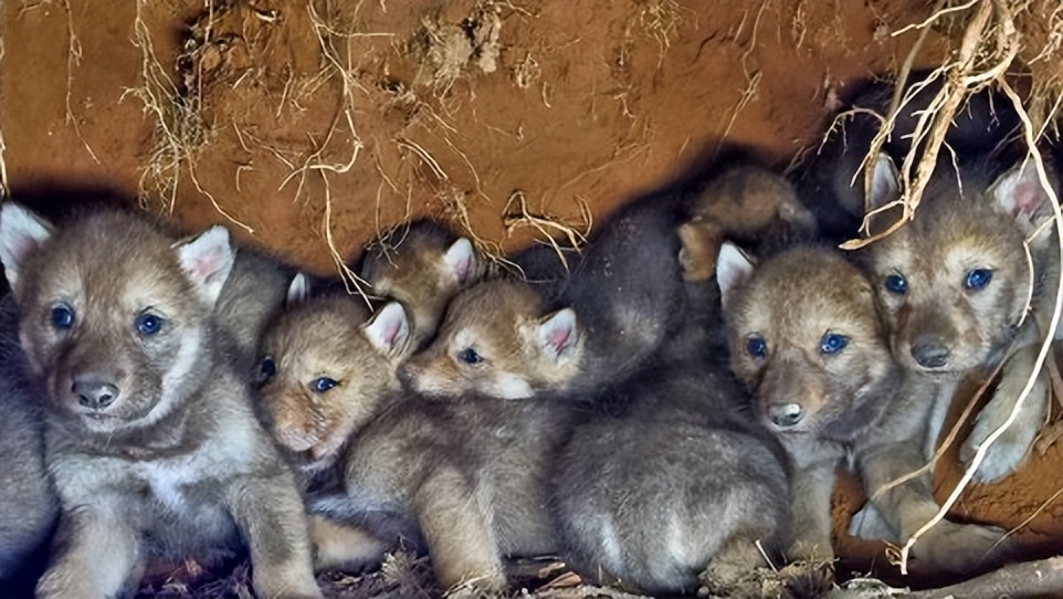 草原牧民寒冬救下一窝狼崽,精心照料2年,暴雪中群狼急救报恩