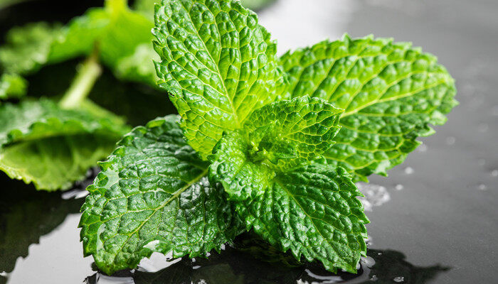 藿香和薄荷的区别