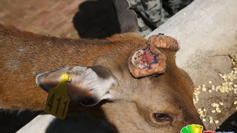 明明鹿角可以自己脱落,为啥人们却非要割鹿茸?捡脱落的不香吗?