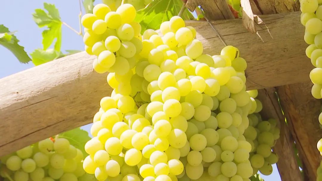 「走进乡村看小康」焉耆县富硒青皮葡萄成熟啦