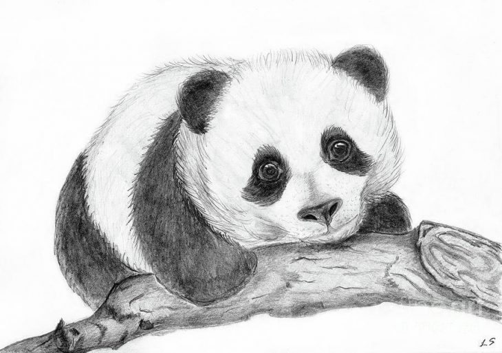 素描熊猫的图画(47张)