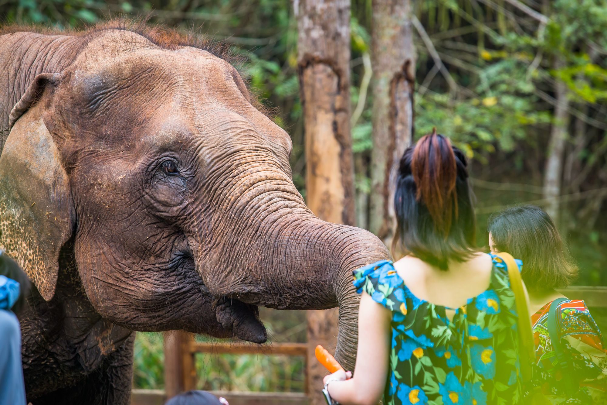西双版纳野象谷,亚洲象在我国唯一的栖息地,吸引了众多游客前来