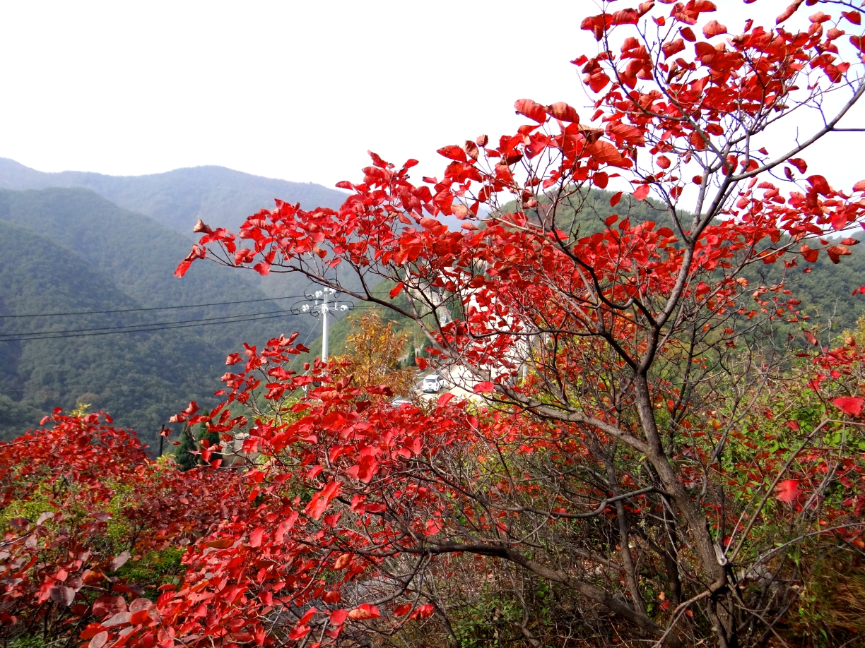 霜降红叶格外红,在巩义南山邂逅一场秋天的童话