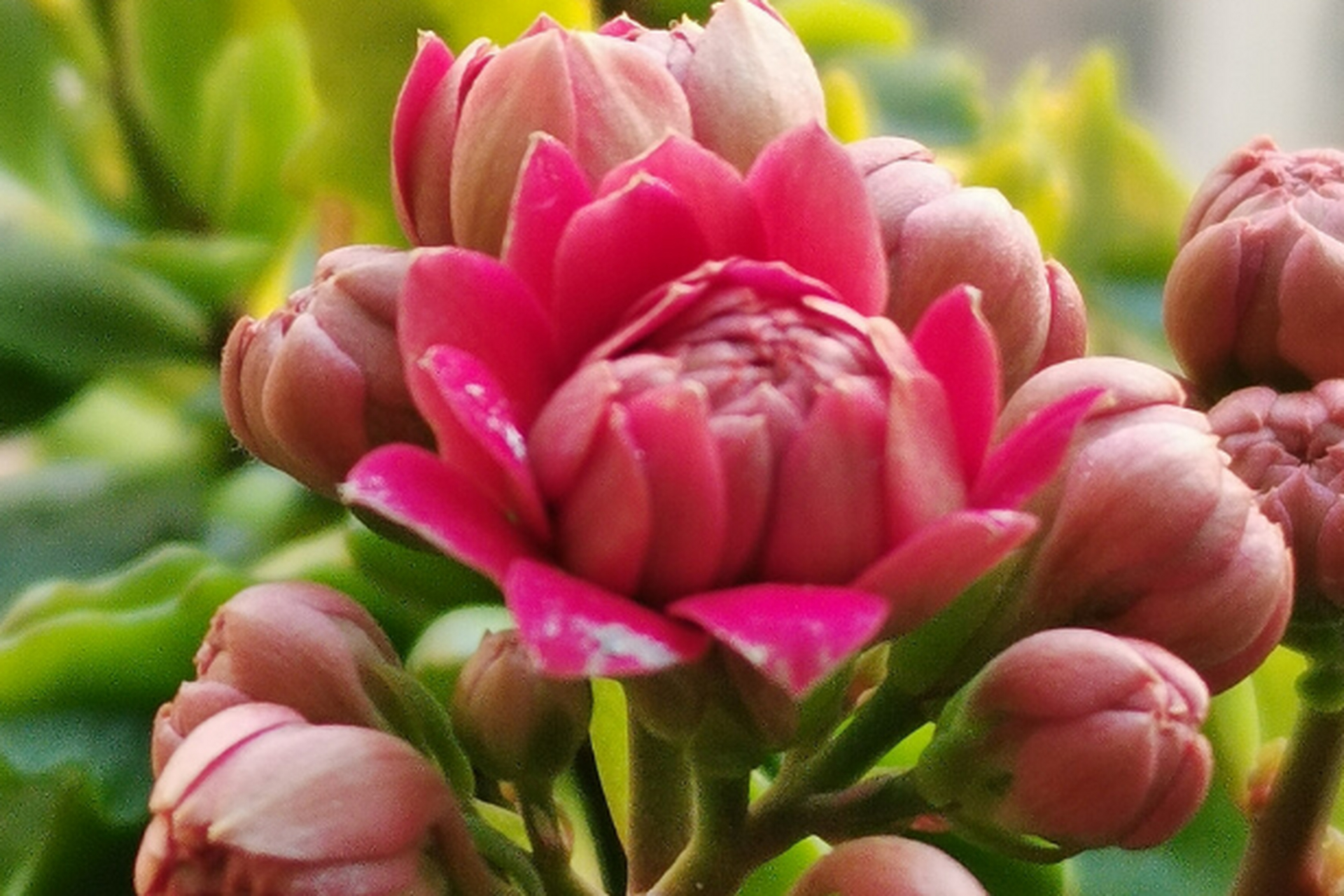 长寿花:属于短日照植物,每天需要6到8小时的光照,并及时修剪残花和