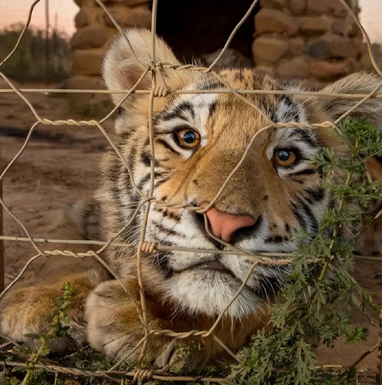 36张意想不到的图片,看完大开眼界!