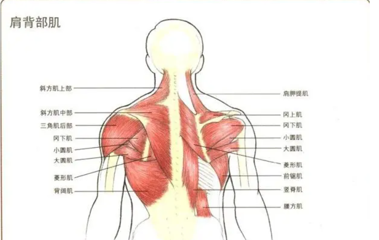 肩胛骨位置疼痛对照表图片