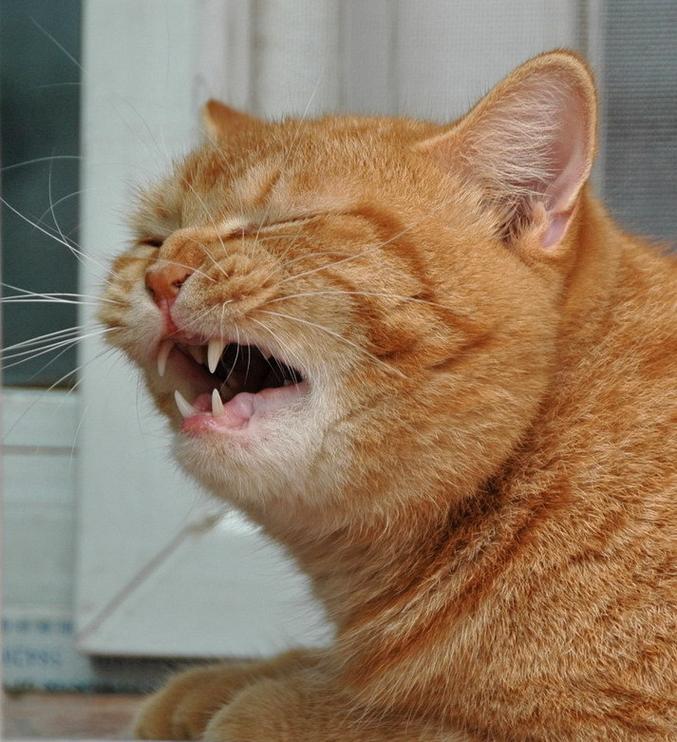 这些行为,其实是猫咪的"求救信号",别忽视了!