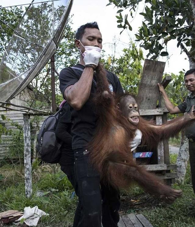 2003年,印尼一红毛猩猩遭囚禁,被迫化妆接客六年,只需要两英镑