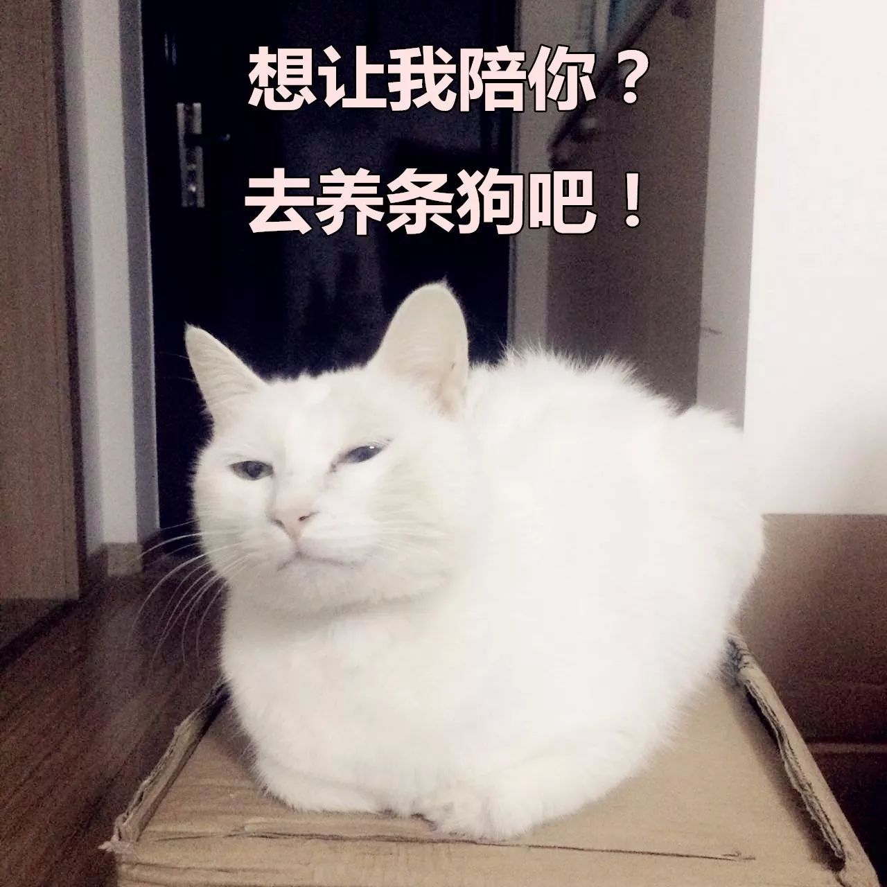 喂饭铲屎的都是我,为啥猫"更喜欢"别人?