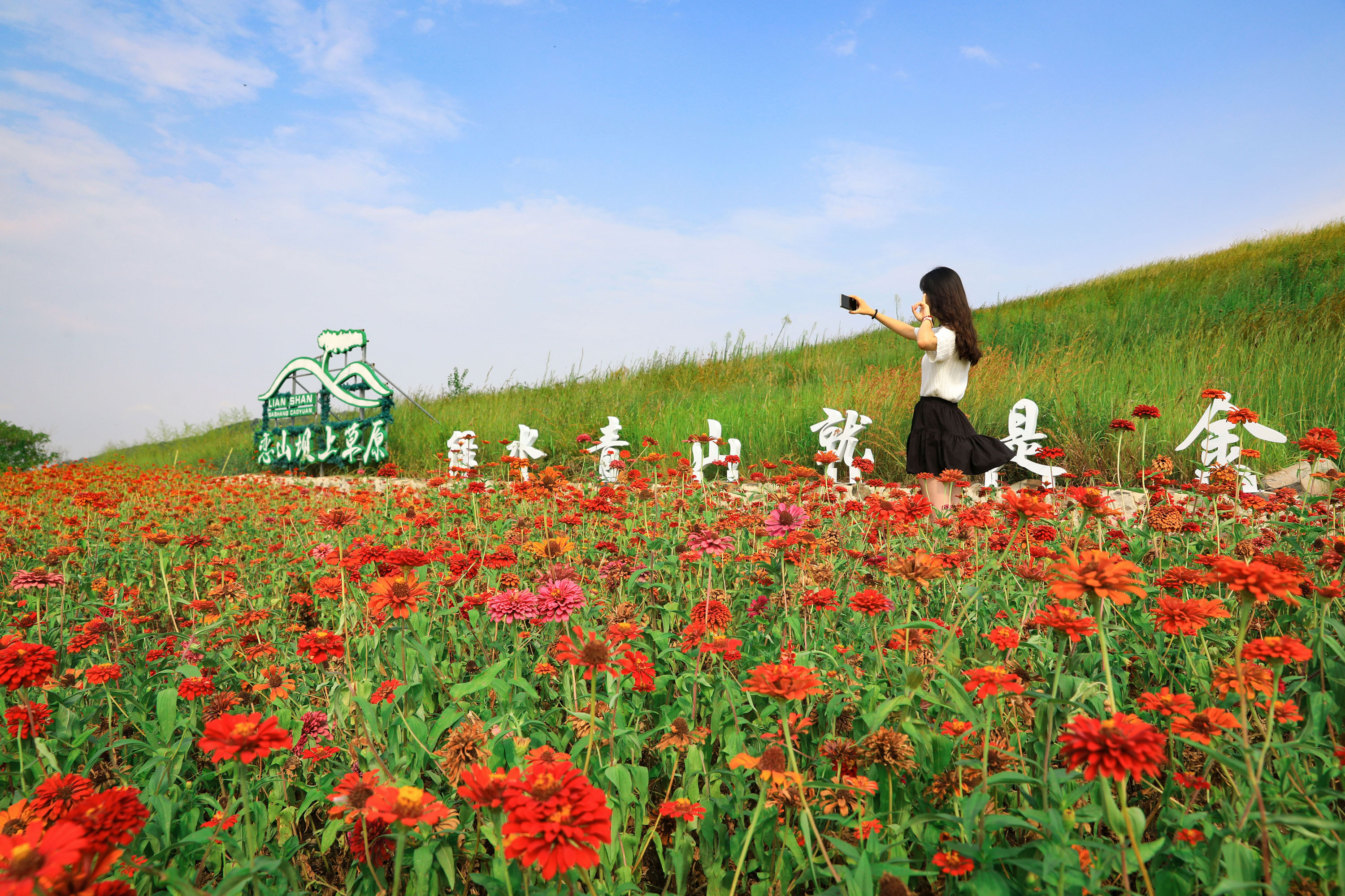 百日菊草地蓝天交相辉映,来南京六合恋山坝上草原共赴秋日之约