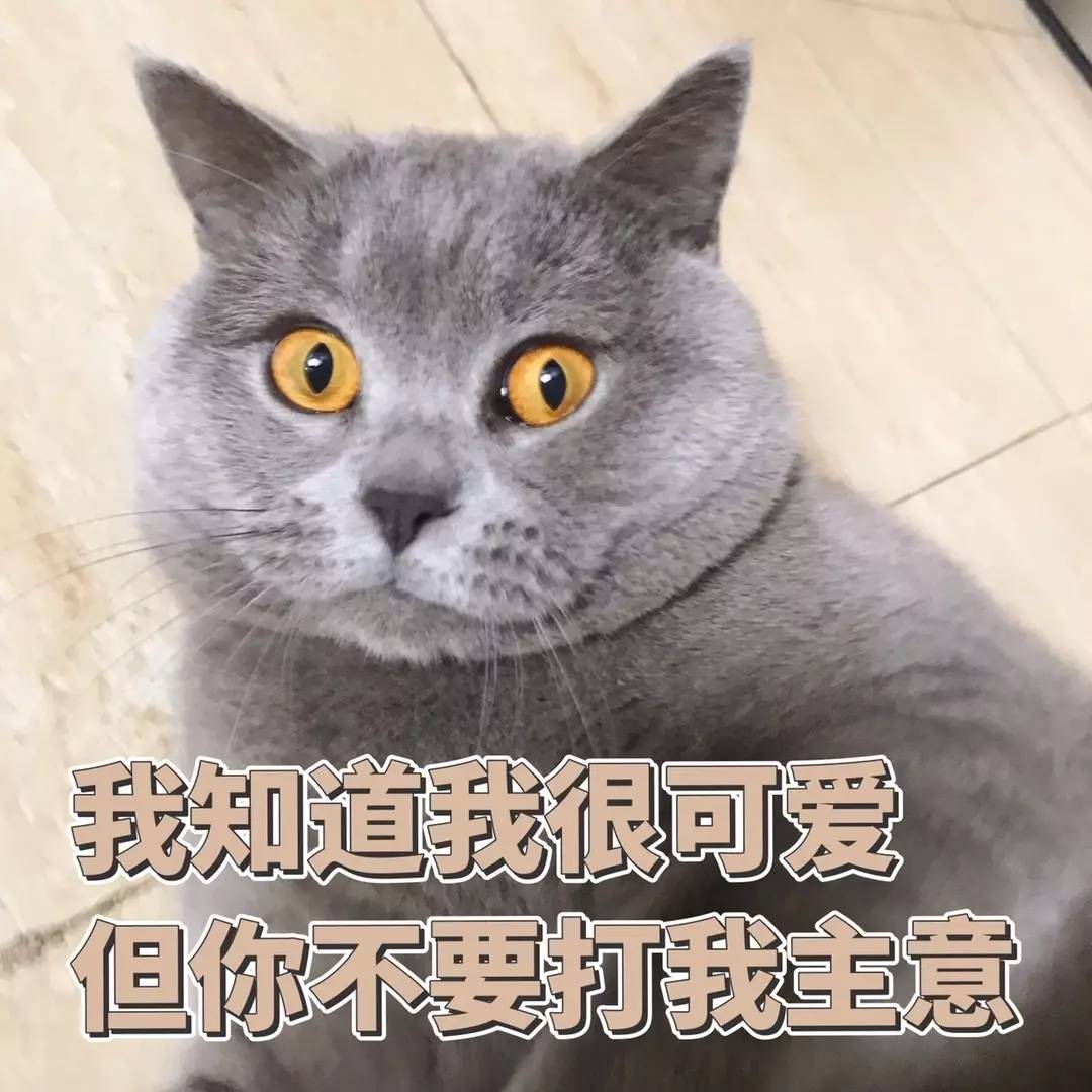 为什么英短蓝猫的"弃养率",居高不下,原因很真实!