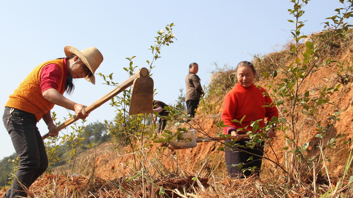 粮食不值钱,农民为啥还要种地?我老婆就是一个很好的例子