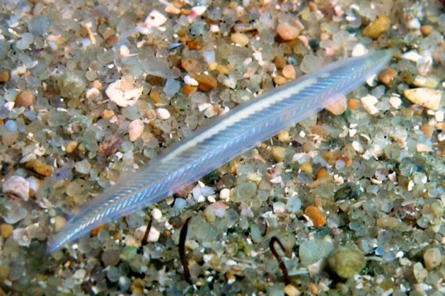 没头,没心脏,没骨头,味道又鲜美,这种动物是怎样活5亿年的?