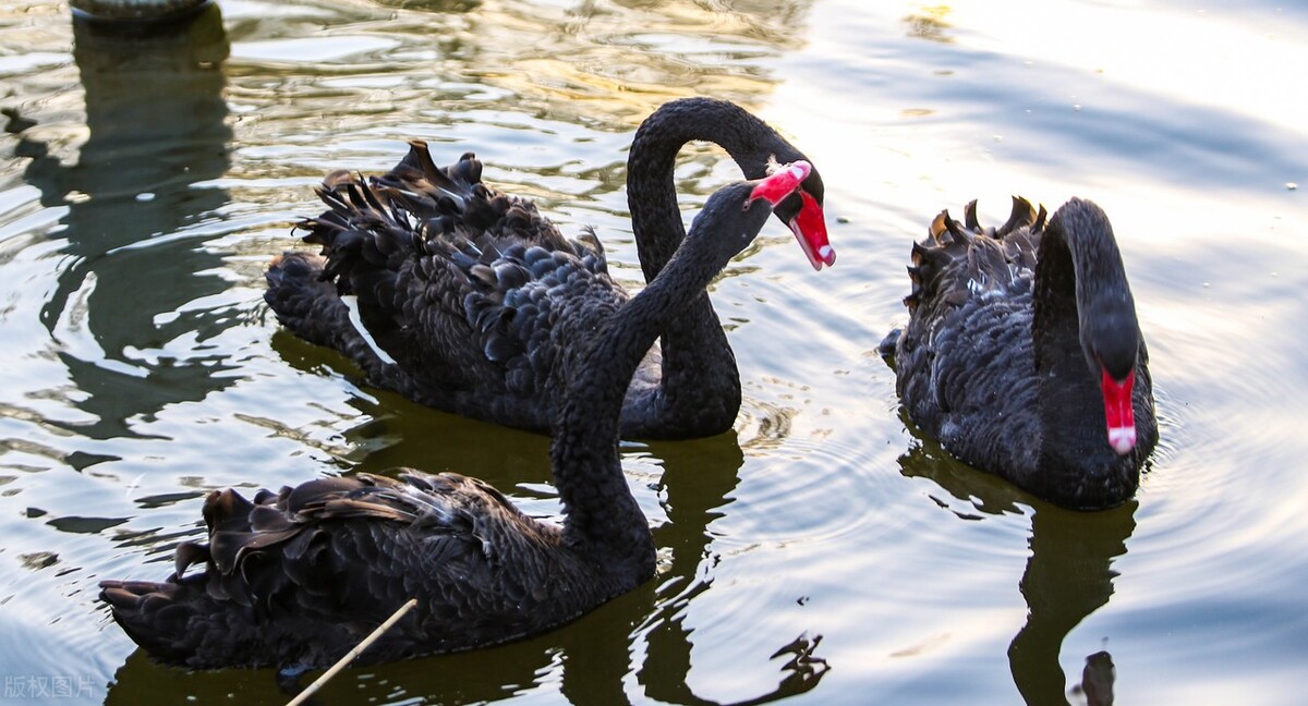 河北邯郸黑天鹅追逐嬉戏 尽享冬日暖阳