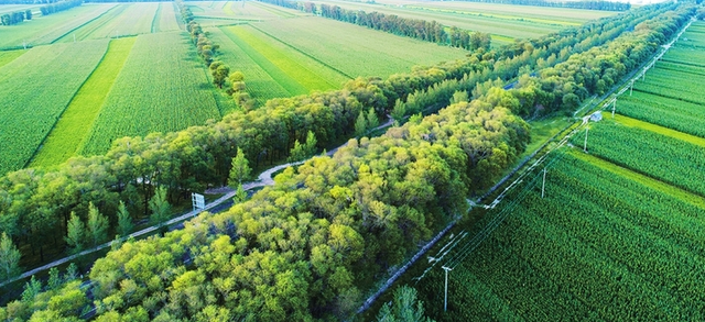 敦煌防护林遭严重砍伐:觉醒早晚决定了未来的命运