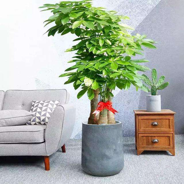 10种"吉祥花",好养又高档,家里养一盆,有花有果寓意好