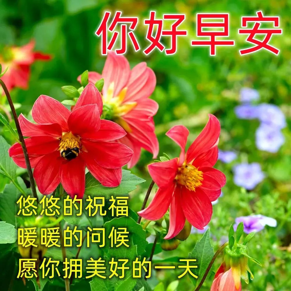 早上好图片 鲜花 最美图片