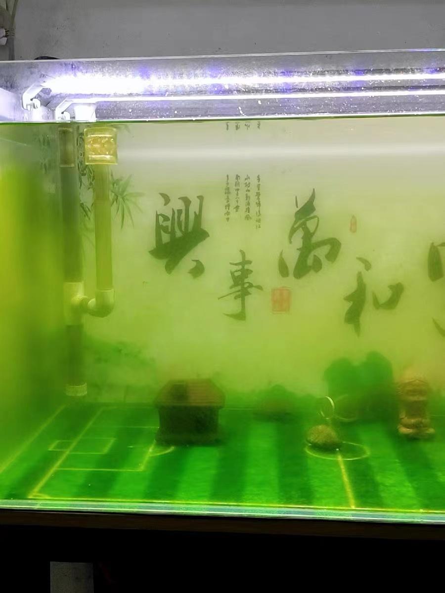 鱼缸绿苔养不好总是出绿藻怎么办教你养出漂亮绿地毯