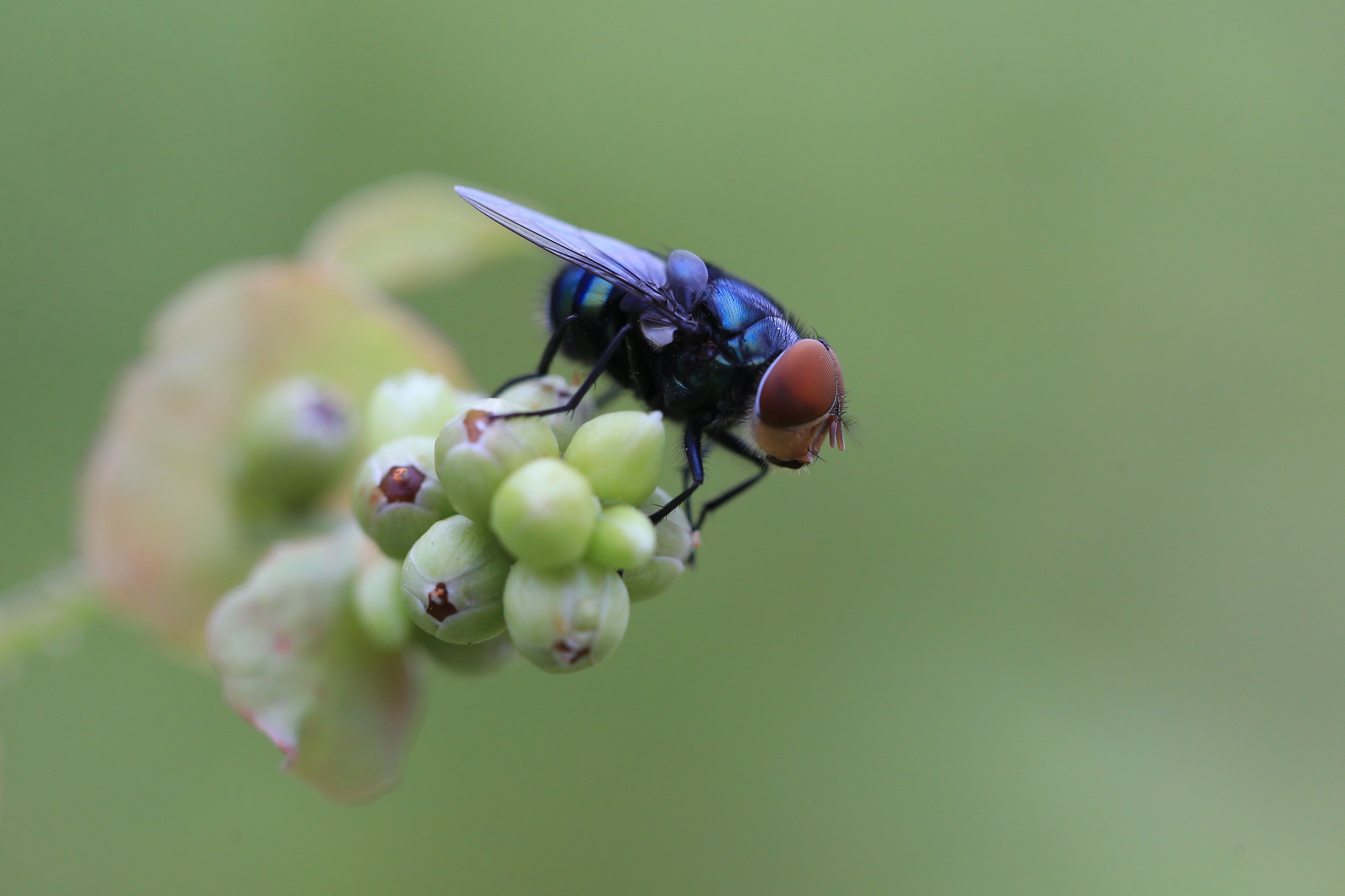 苍蝇,也有可爱的权利!